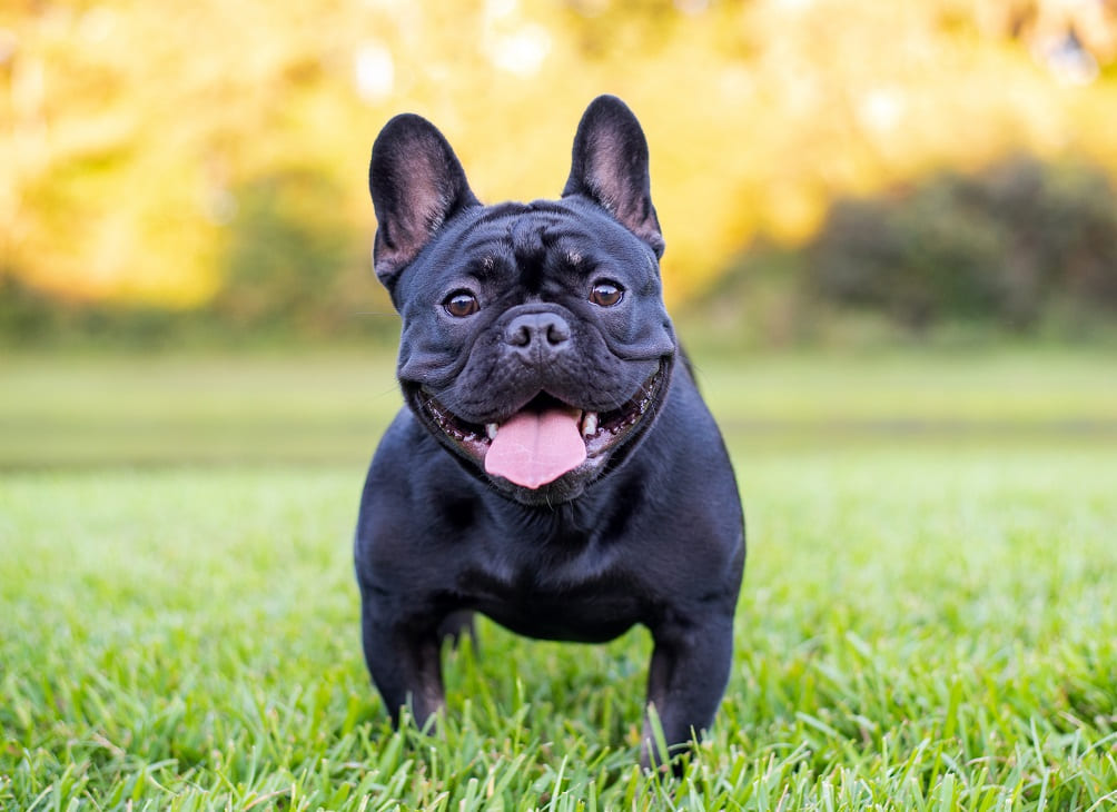 Buldogue Francês preto na grama