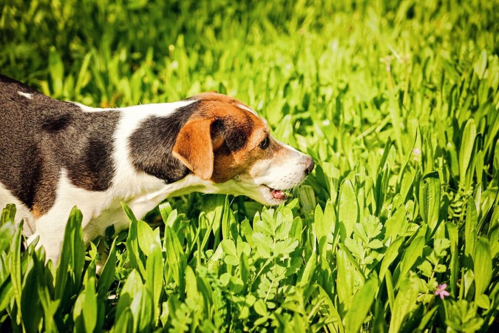 Cachorro comendo grama