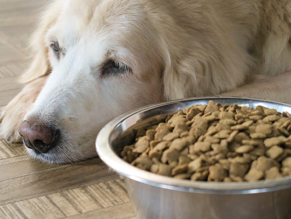 Cachorro doente sem querer comer ração