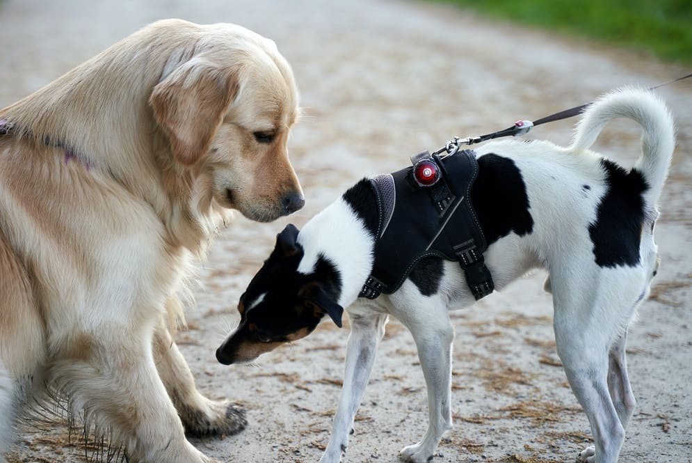 Golde-Retriever-se-divertindo-com-outro-cachorro