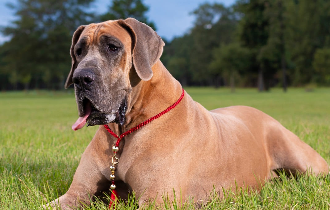 Cão de guarda: raças indicadas e treinamento